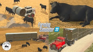 MOVING COWS TO THE FEEDLOT  Transporting and Feeding  Alma Missouri US  FS22 [upl. by Nylarad]