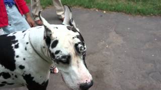 Great Dane dog Tigerdoggen Немецкий дог окраса Арлекин [upl. by Hollington]