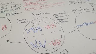 eSVT La mitose une division cellulaire conforme [upl. by Nuawed]