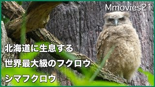 シマフクロウのヒナ Blakistons fish owl [upl. by Viguerie359]