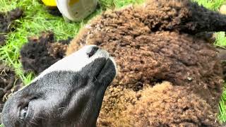 I shear away fly strike from a relaxed ewe lamb she almost falls asleep [upl. by Petronella52]