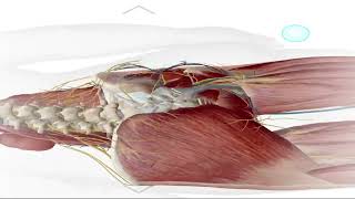 How to Give an IM Intramuscular injection in the Buttocks intramuscularinjection im [upl. by Notak]