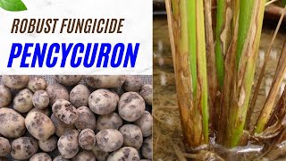 Pencycuron Fungicide Effective SoilBorne Disease Control for Potatoes Rice amp More fungicide [upl. by Pallua]