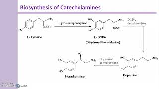 Biosynthesis of Catecholamines [upl. by Fawn]