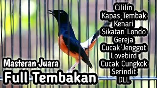 MASTERAN MURAI BATU FULL ISIAN TEMBAKAN CILILIN KENARI KAPAS TEMBAK GEREJA CUNGKOK LOVEBIRD SRINDIT [upl. by Noyar]