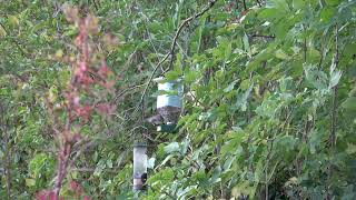 Mésange charbonnière de mon Jardin [upl. by Chester]