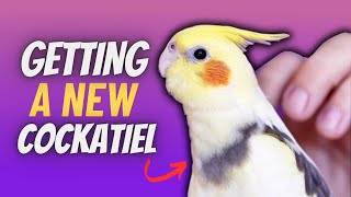 Everything You Need to Know Before Getting a Cockatiel  Compilation [upl. by Enale]