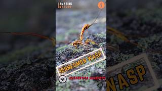 Giant Ichneumon Wasp 🐝 The Worlds Longest Wasp [upl. by Jenks686]