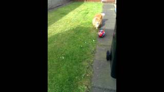 Early morning football with my sheltie [upl. by Enelehs]