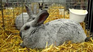 Salon de lAgriculture 2020  LAPIN 2 [upl. by Aiuqal]