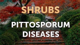 Pittosporum Diseases [upl. by Lorac666]