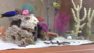 Coral cat shark aquarium [upl. by Llerryt567]