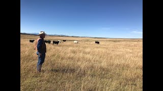 Stewardship with Vision  Episode 6 Moore Land amp Cattle Co [upl. by Nij362]