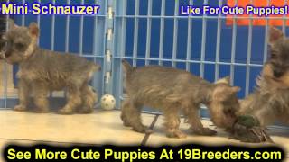 Mini Schnauzer Puppies For Sale In Kearney Nebraska NE Fremont Hastings [upl. by Rubia]