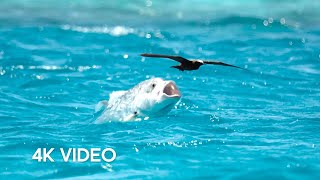 Fish vs Bird  4KUHD  Blue Planet II  BBC Earth [upl. by Yecal]