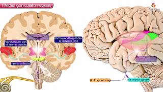 Medial geniculate nucleus of Thalamus  Neuroanatomy [upl. by Akitan503]