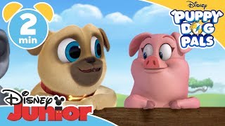 Puppy Dog Pals  Muddy Pups  Disney Junior UK [upl. by Atinihs653]