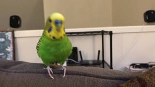 Kiwi The Parakeet Talking For Almost 2 Minutes [upl. by Ahcrop]