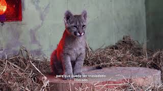 Por qué hay animales en el Parque de la Biodiversidad [upl. by Port]