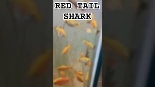 RED TAIL SHARK amazingfacts factsinhindi interestingfacts knowledge shark trending dolphin [upl. by China]