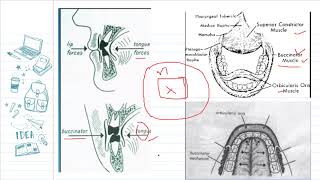 Buccinator mechanism [upl. by Monaco861]