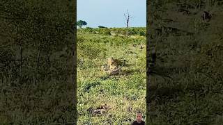 Cheetah VS Cheetah wildlife [upl. by Akinnor433]