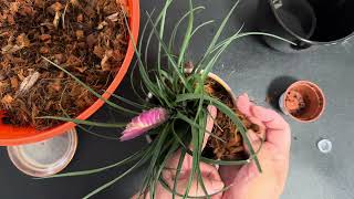 Repotting “tillandsia cyanea plant” [upl. by Colan978]