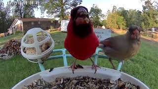 The Cowbirds have finally left  July 1319 2024 Birdfy Feeder Highlights [upl. by Linetta]