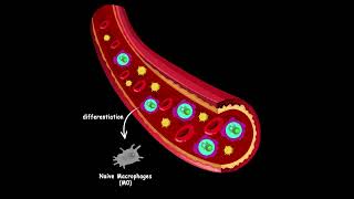 Where different macrophages come from [upl. by Aneroc183]