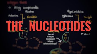 Structure of nucleotides Sugar N bases phosphate Molecular basis of inheritance neet [upl. by Anhaj]