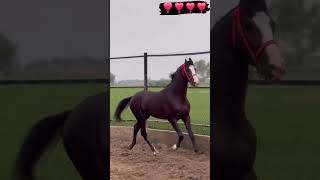 horse ghoda ghodakatora horseracing animals trend shortsvideo viralvideos sadmoment sad [upl. by Sidnac32]