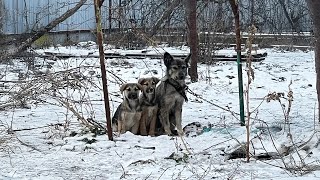 Two Puppies Trying to Warm their Chained Mama they Could only Beg in the Bitter Cold [upl. by Woodhead]