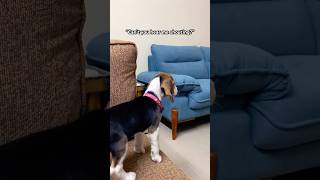 When puppy Masters Barking But Jumping Is Still Too Scary LULA dog beautiful doglover shorts [upl. by Ajnek]