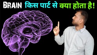 The Brain  Structure  Anatomy  Cranium  Dheeraj Kumar [upl. by Savart]