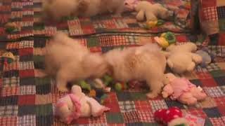 Maltipoo puppies for sale at Fancypoo4u [upl. by Jonny]