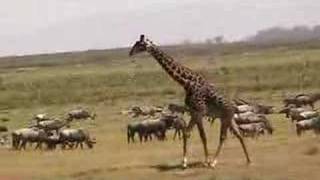 Giraffe running in herd of cattle Kenya [upl. by Bate]