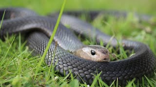 Black Cobra Snake  Kala Nag  Jogi or Sanp🐍 [upl. by Houghton]