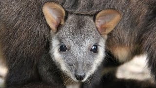 Unexpected birth surprises Taronga keepers [upl. by Irok]