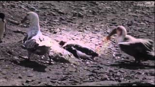 Penguin vs Giant Petrel  A violent death in Antarctica [upl. by Proud885]