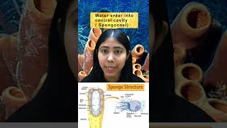 Phylum Porifera  Meaning Characteristics Body Symmetry amp Diagram  Sponges  Biology  Adhyayanta [upl. by Yeknarf]