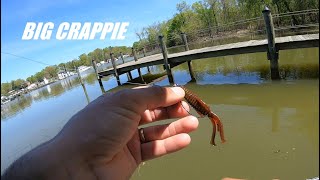 Big Crappie Caught on a Rage Bug [upl. by Ber]