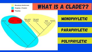 Monophyletic Paraphyletic and Polyphyletic [upl. by Mervin]