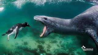 Dance of the Leopard Seal in Antarctica [upl. by Yssak]