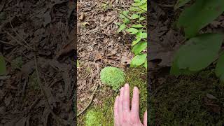 Leucobryum albidum white cushion moss a common moss of Eastern US forests [upl. by Eleumas]