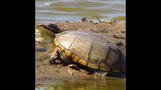 Discover the Yellow Mud Turtle Natures Tiny Guardian [upl. by Godrich823]