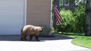 Bear and Man Spook Each Other [upl. by Bryn]