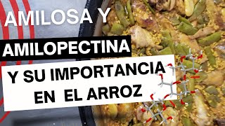 La Importancia de la Amilosa y la Amilopectina en el Arroz para una Paella Perfecta [upl. by Swagerty]