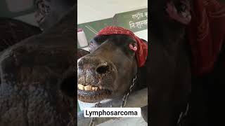 Lymphosarcoma  Bulging Eyes  Bovine leukemia virus [upl. by Notniv]