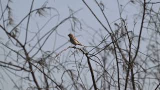 荒漠伯勞 Isabelline shrike 台南 20231225 [upl. by Christmas]