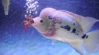 Flowerhorn eating crawfish HD [upl. by Arammahs]